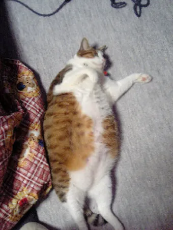 고양이 임신 기간 주기 가능나이 배모양_7