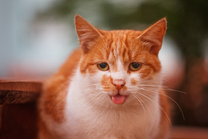 혀를 내밀고 더워 보이는 고양이.