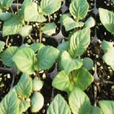 들깨 파종 시기