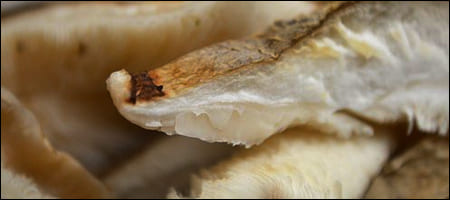 표고버섯 슬라이스