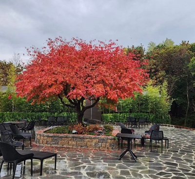 '메르오르' 카페 정원 중앙에 있는 커다란 나무 사진