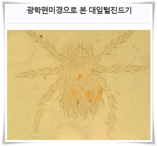 "진드기" 야외 활동의 숨은 적, 안전한 야외 활동을 위한 가이드!