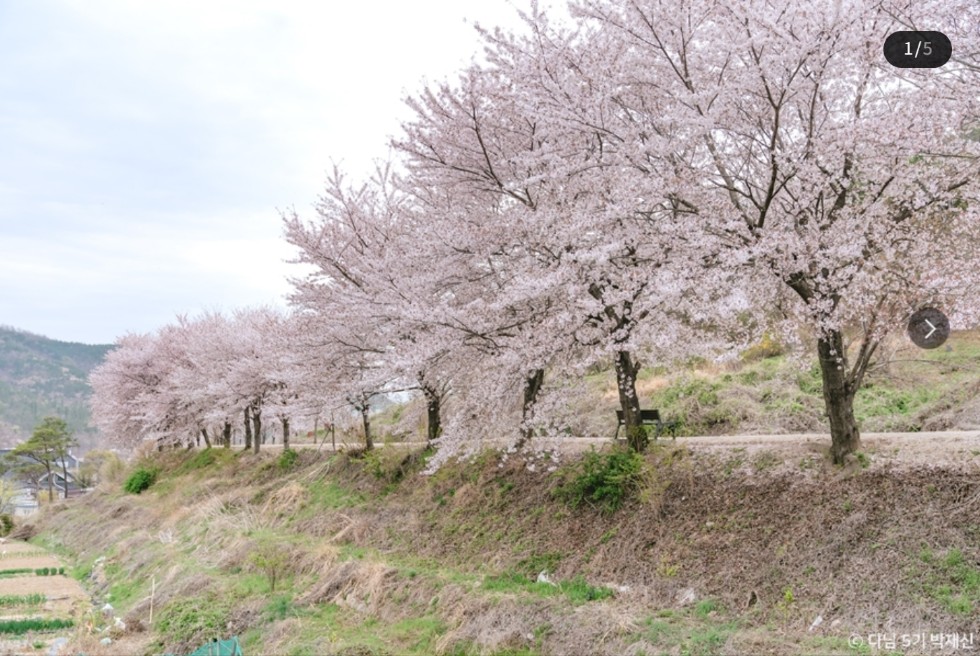 제17회 전농로 왕벚꽃축제