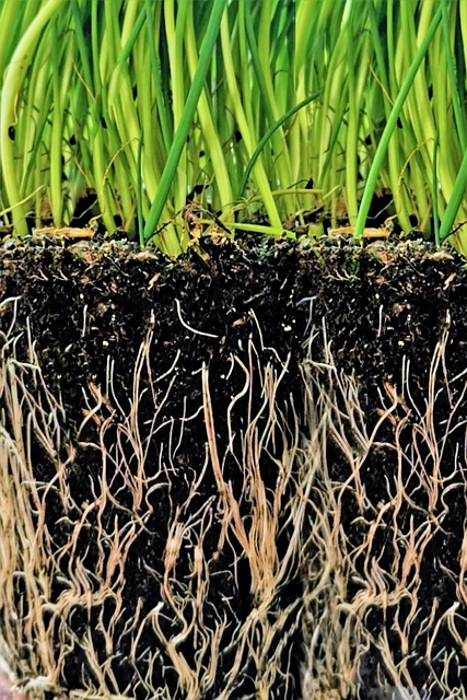 제로웨이스트 방법으로 키우는 식물