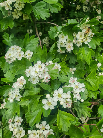 산사나무