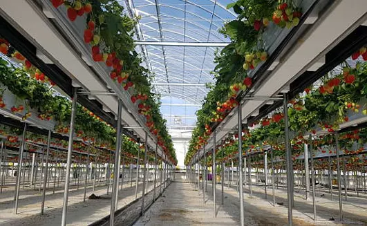 별마을딸기체험농장