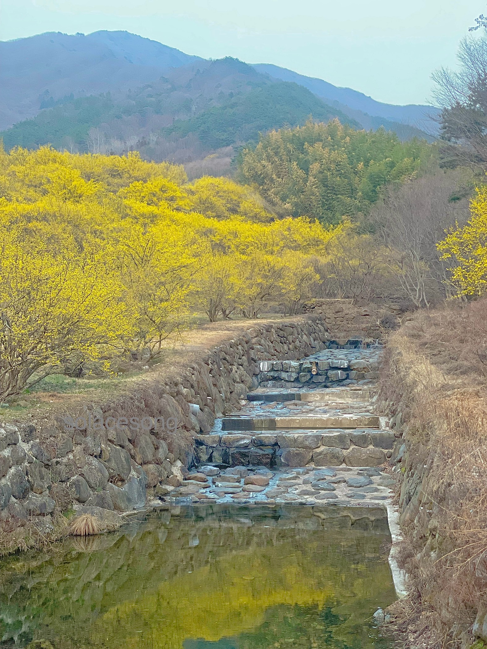 산수유 마을