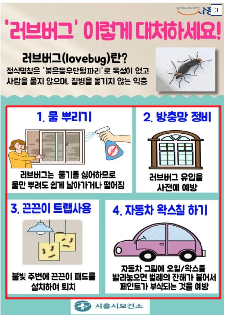 러브버그 퇴치방법1