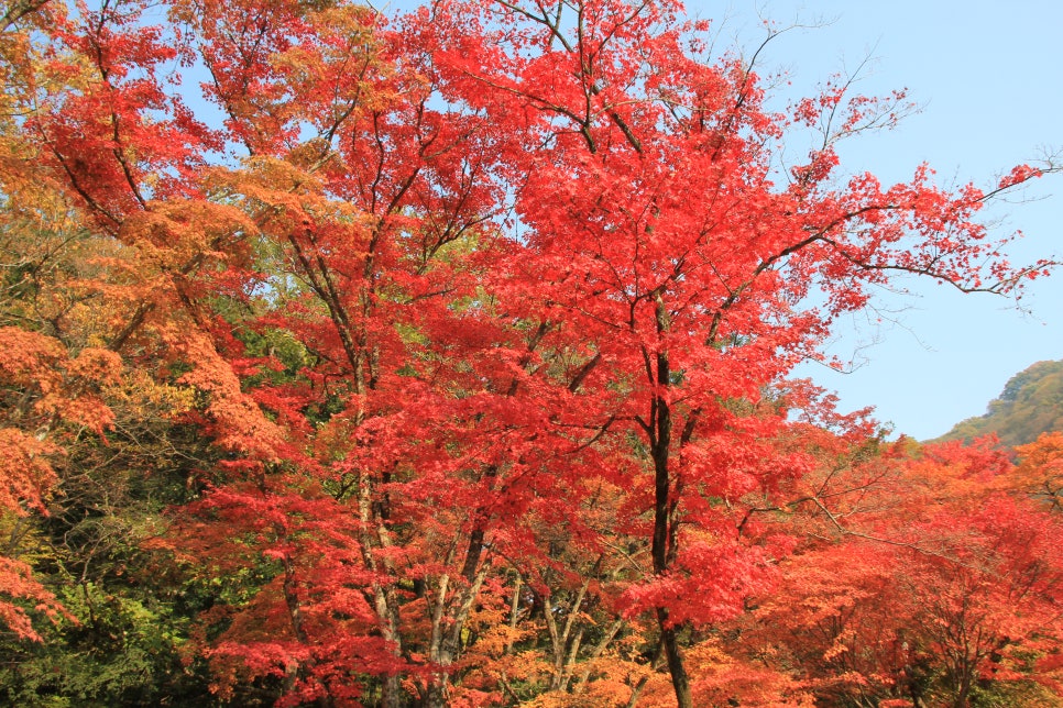 100대 명산 등산하기 두번째 금강산에 비견될 정도로 아름다운 산세 정읍 내장산과 암릉과 절벽의 기세가 돋보이는 산 장성 백암산 