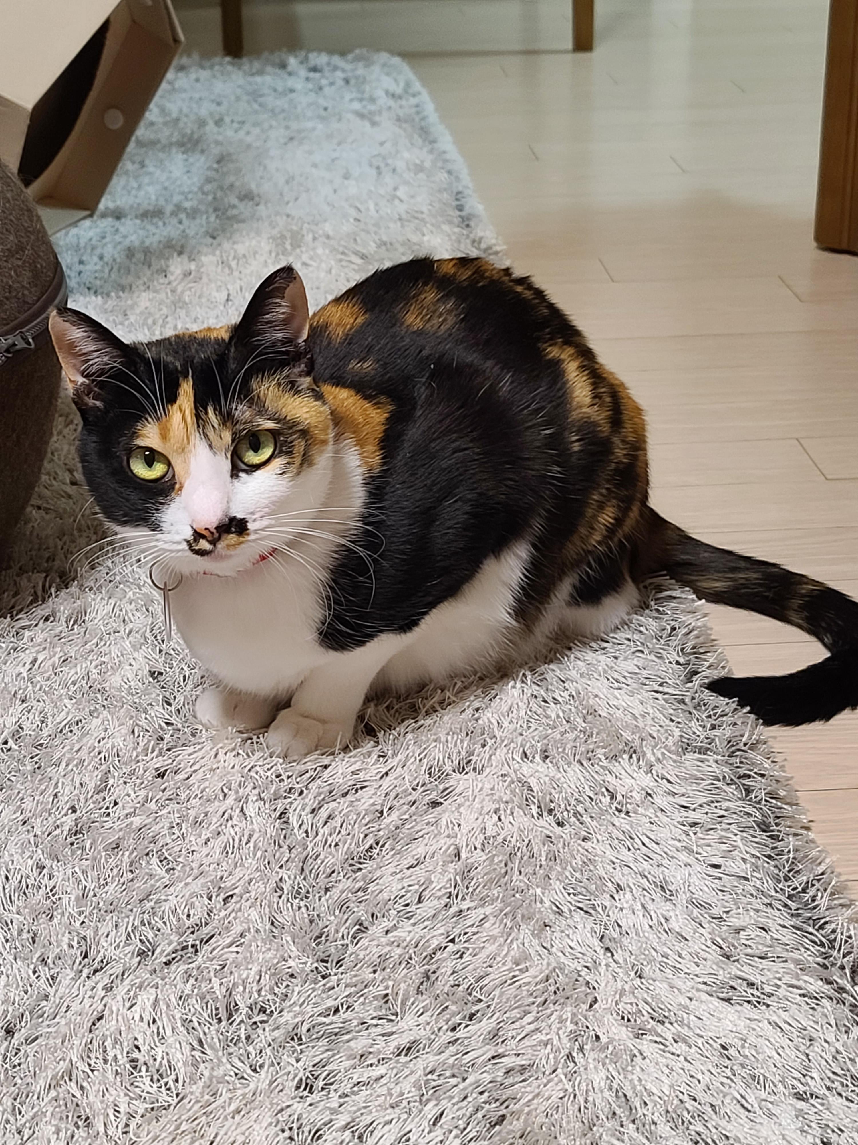 사람말 알아듣는 고양이. 사료를 먹지않는 고양이.