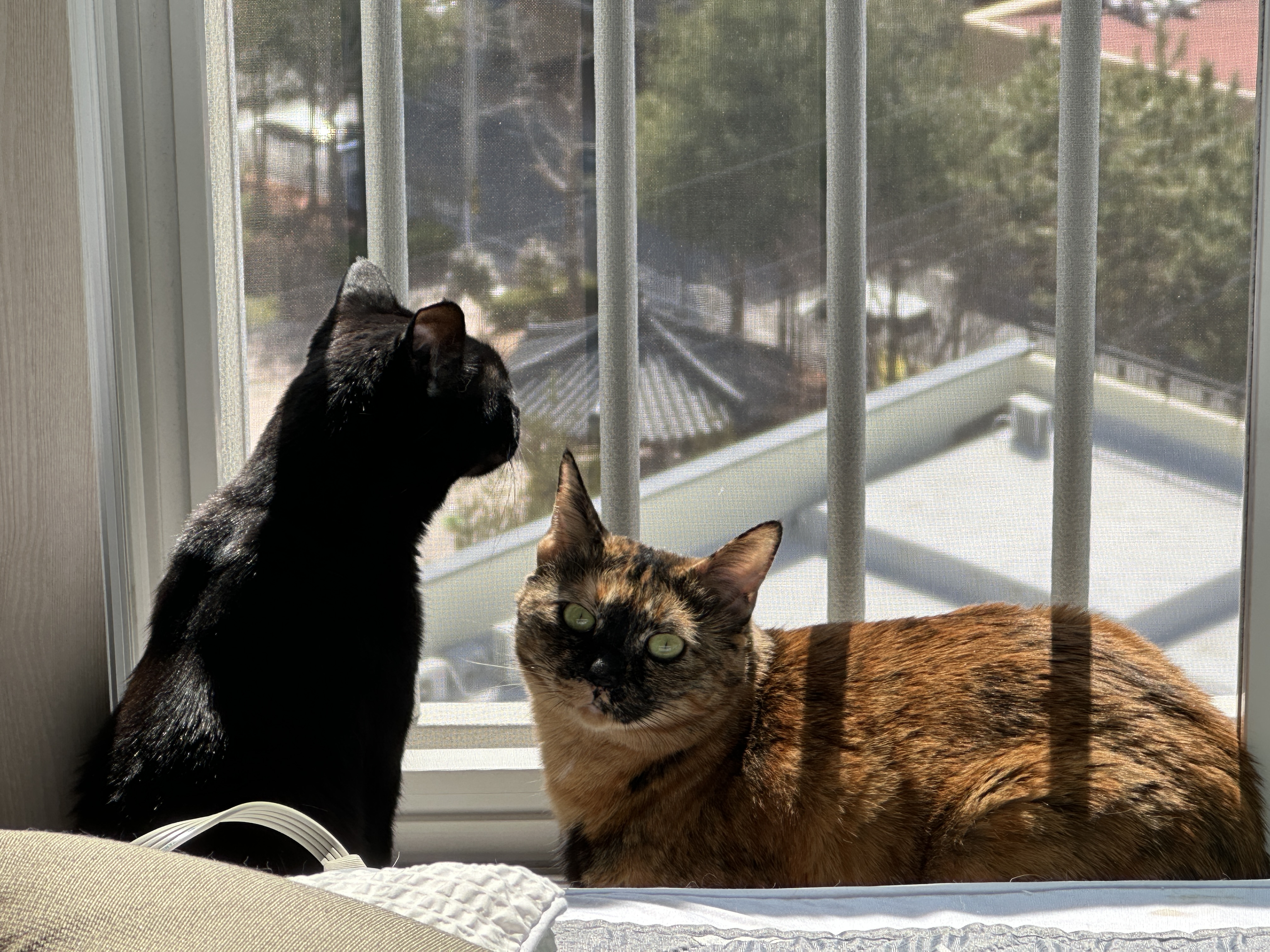 냥냥이에 햇살이 더해지면 사랑스러움 (feat. 방묘창이 꼭 필요한 이유)