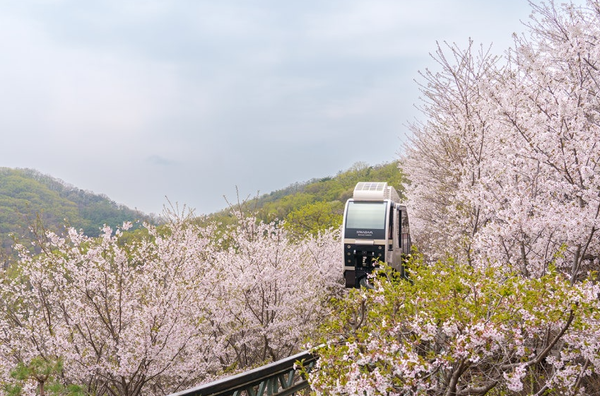 벚꽃