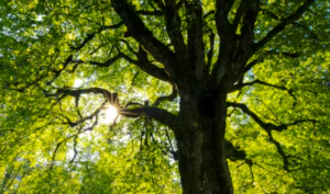 식목일 공휴일 폐지 부활 변천사 그 이유