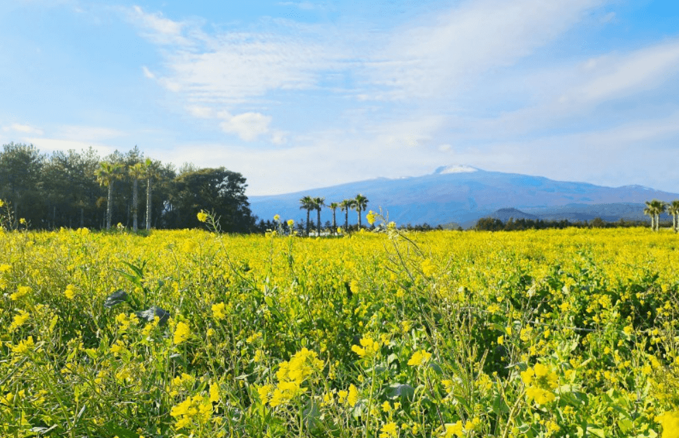 휴애리 유채꽃밭