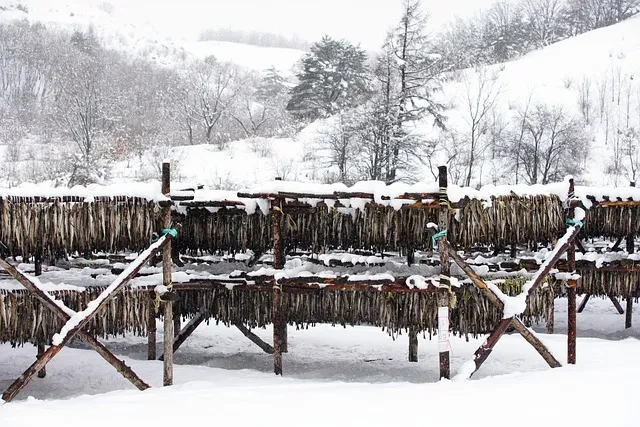 먹태 황태 차이 특징 칼로리 레시피_1