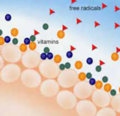 공진단-효능-먹는법-건강