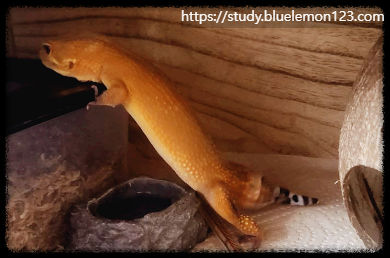 레오파드 게코 번식 시즌과 교배 조건