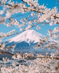 벗꽃이-피는데-한라산에-눈이쌓임