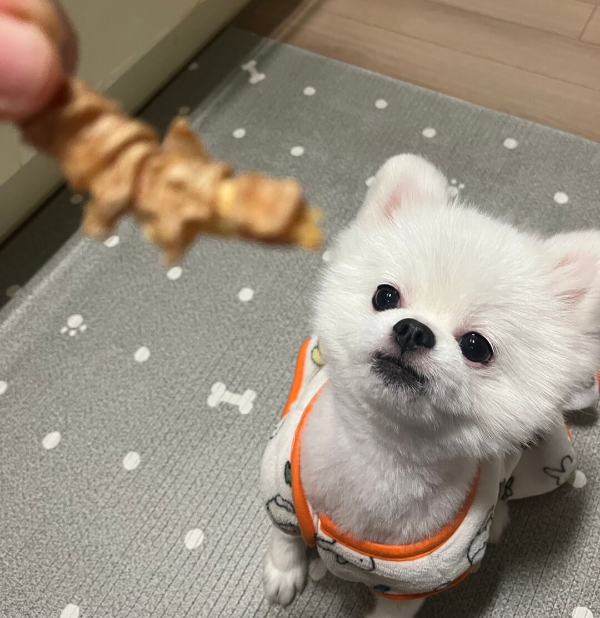 강아지_간식_먹는_사진