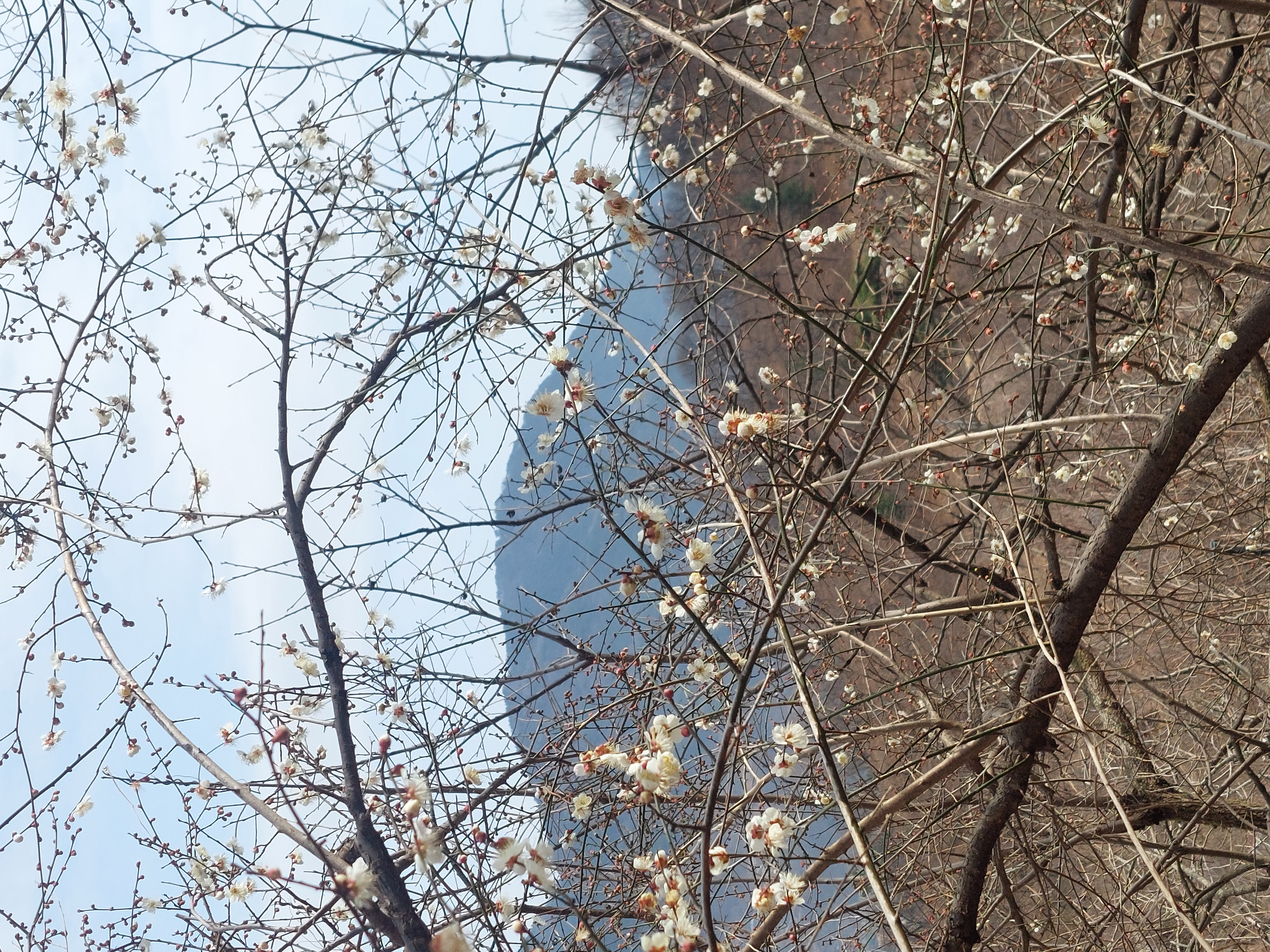 쫓비산