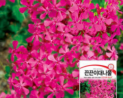 끈끈이대나물 꽃 이미지 사진