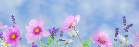 꽃 꿈해몽 67가지