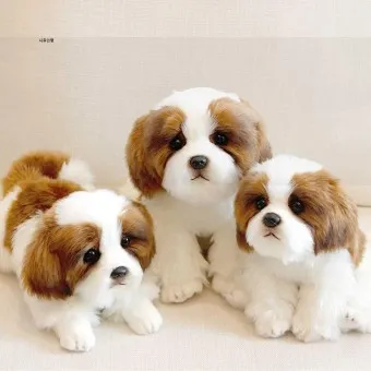 시츄 분양 가격 성격 장단점_6