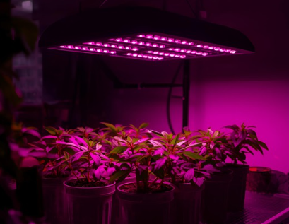 햇빛이 부족한 집을 위한 인공조명 세팅법