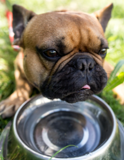 개의 만성 신부전