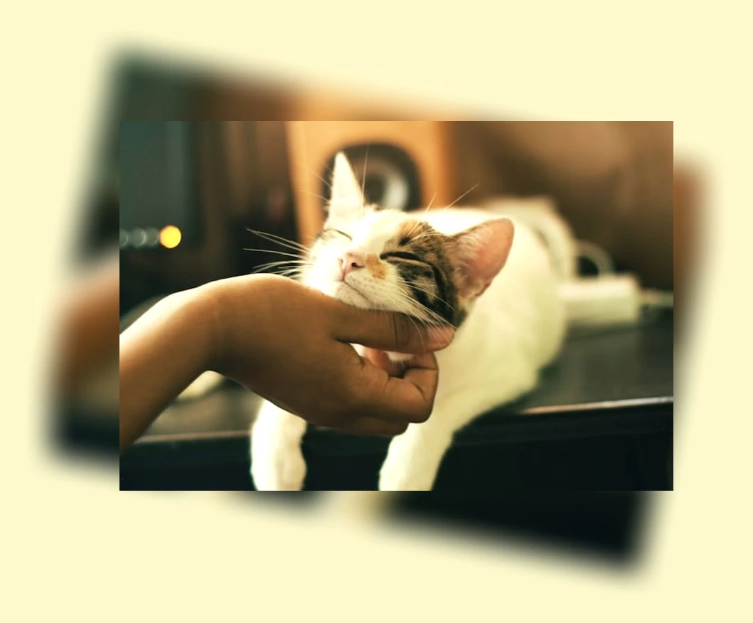 고양이 키우기_2_subsection