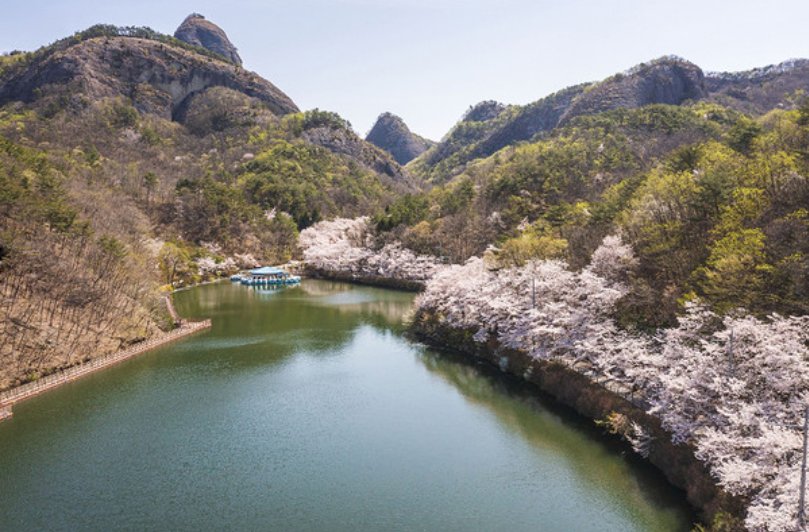 2025 전국 벚꽃 명소 서울부터 제주까지 추천
