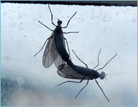 러브벌레-북한산