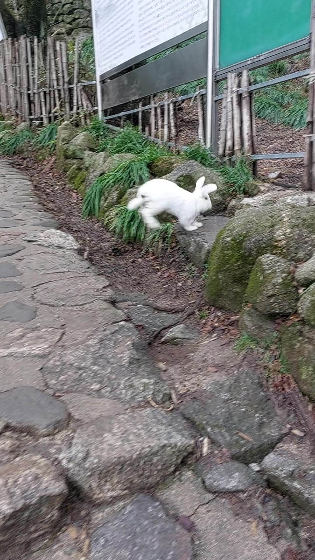 대원사로 들어가는 토끼 순간포착 3-2