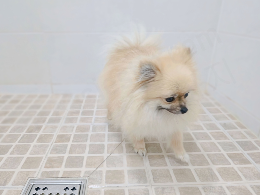 화장실 배변 훈련을 마친 강아지