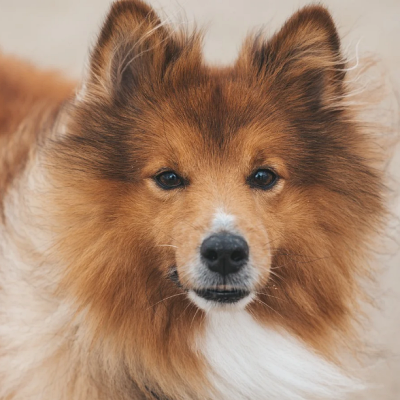 강아지 나이 계산 시 주의사항