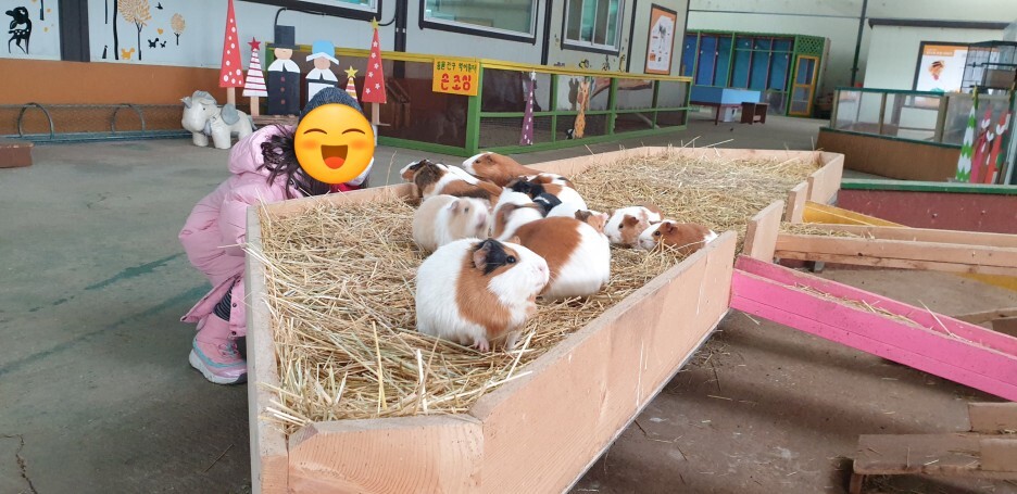 개과천선의 여행정보_강원도 홍천 동키마을 방문 후기 및 정보 (가족 나들이, 아이들과 나들이, 홍천 가볼만한 곳)