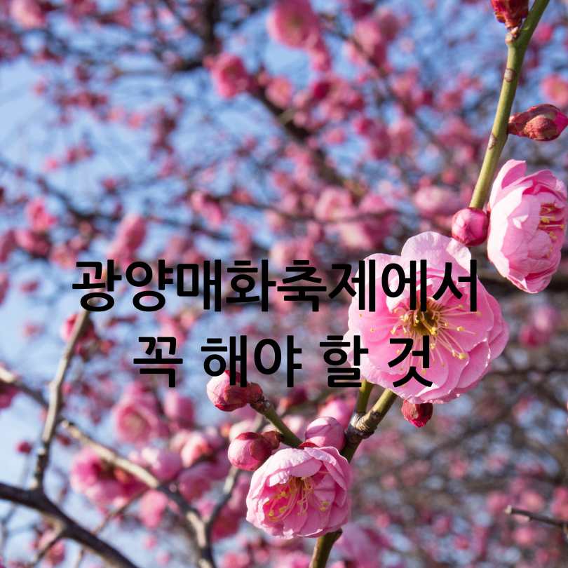 2025년 광양매화축제 & 매화 개화 시기