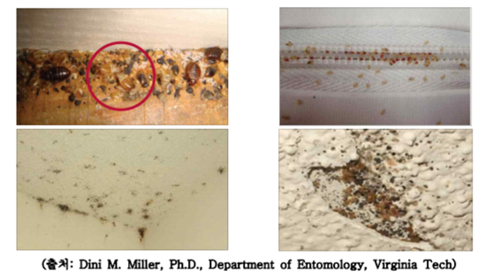 빈대 스팀 다리미