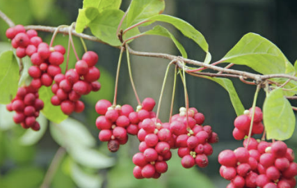 기침에 좋은 음식 차&amp;#44; 기침이 심할때 민간요법 알아보기