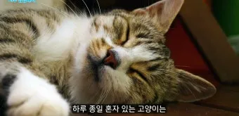 고양이 수다스러운 이유 7가지 행동 심리_11