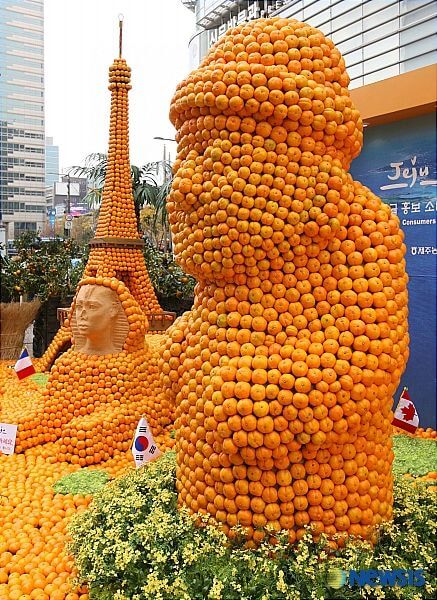 제주 감귤