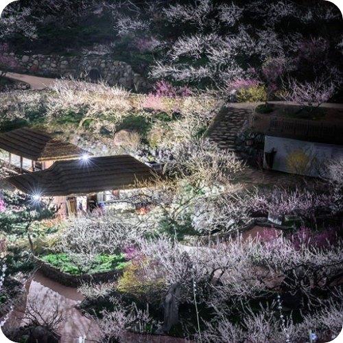 구례 산수유축제 반곡마을 돌담길 봄꽃 풍경