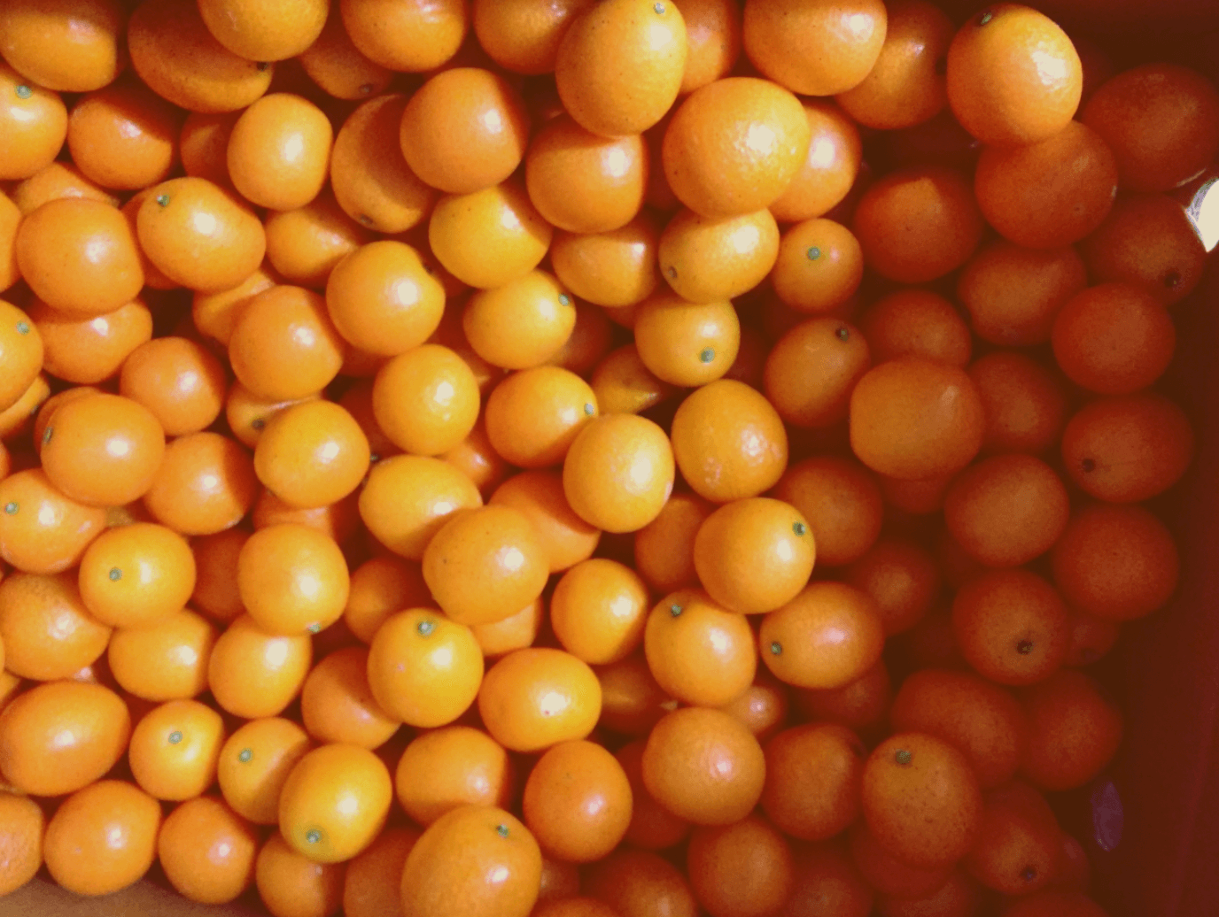 [겨울철 별미] 간단명료! 감귤의 종류 및 보관방법