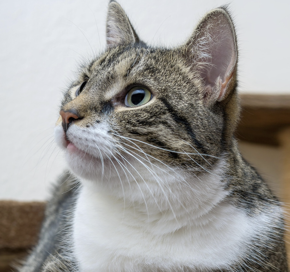 브리티쉬 숏헤어 고양이의 모든것