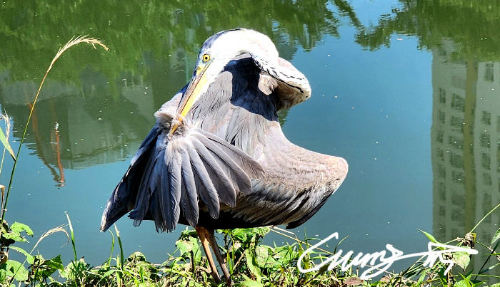 왜가리의 미선(尾腺)과 프리닝(preening)