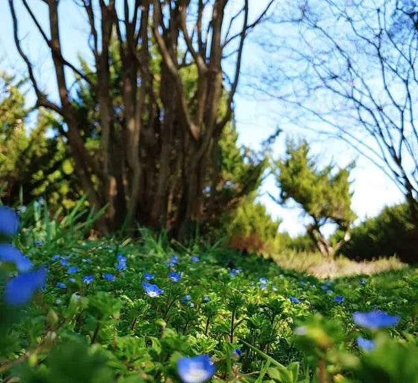 천개의향나무숲