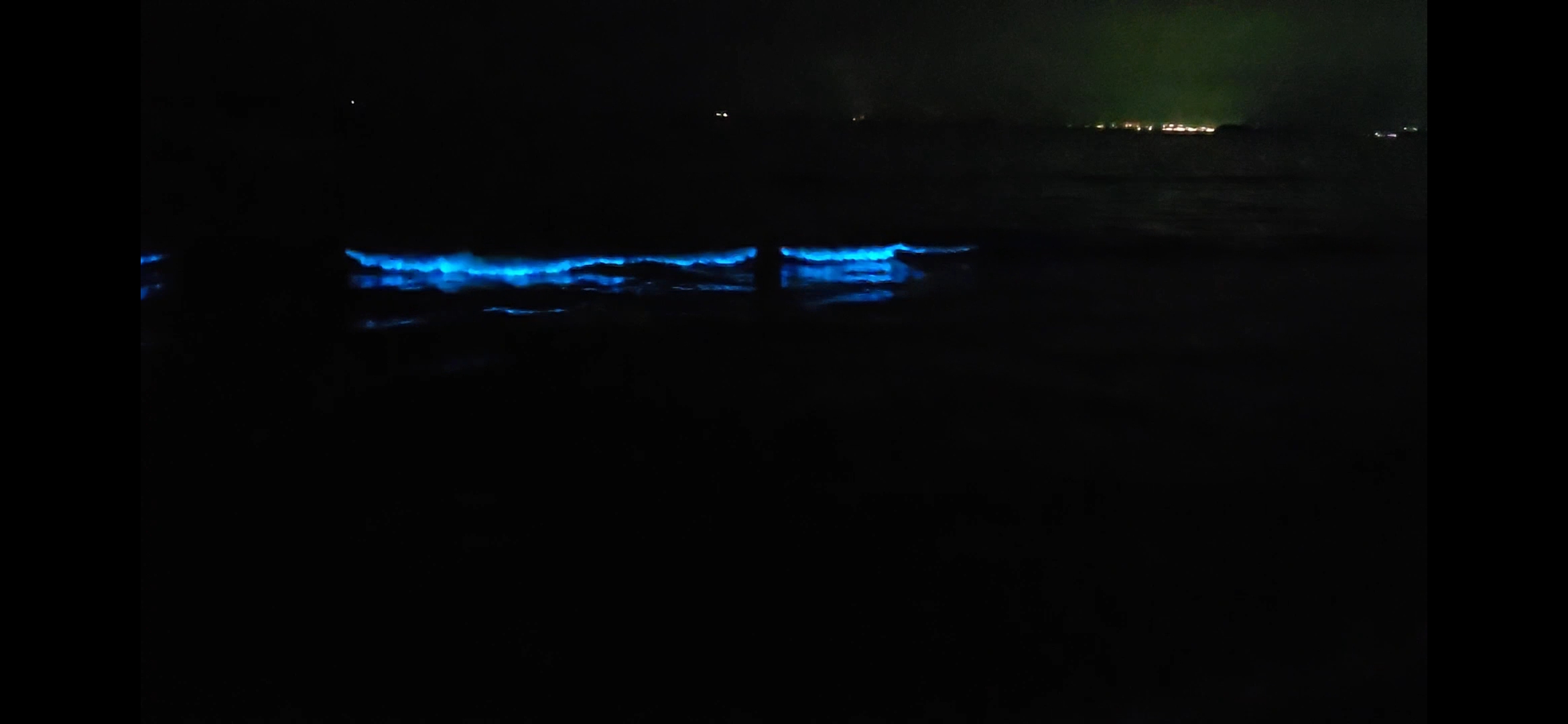 야광충&amp;#44; 발광플랑크톤&amp;#44; 서천&amp;#44; 서천가볼만한 곳&amp;#44; 서천 야광충&amp;#44; 서해안 야광충&amp;#44; 서해 야광충&amp;#44; 춘장대해수욕장 야광충&amp;#44; 바다야광충&amp;#44; 서천 여행