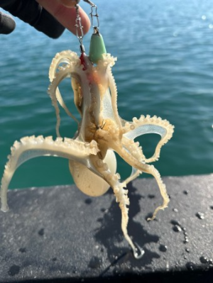 서천주꾸미축제