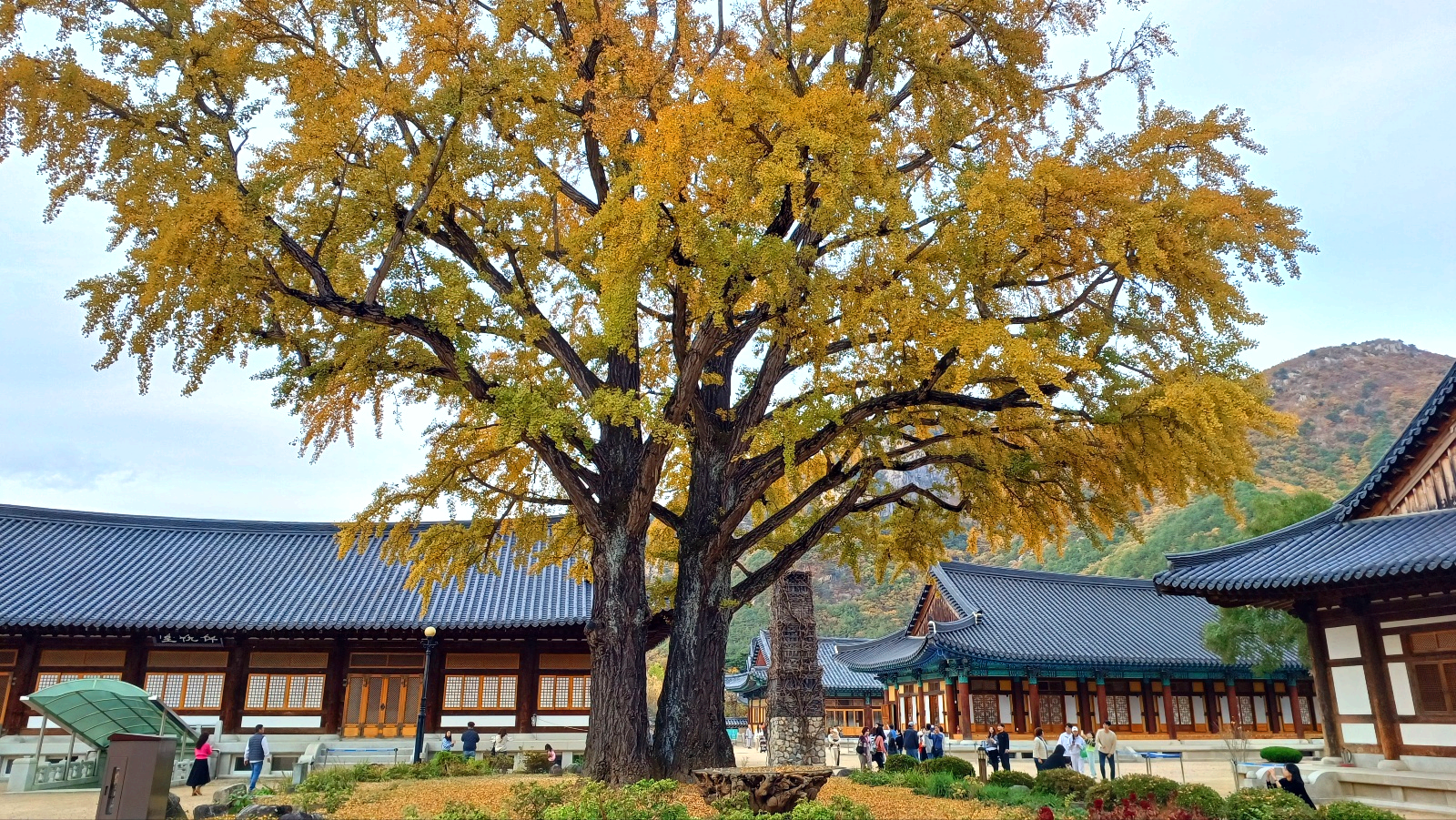 운문사와 은행나무