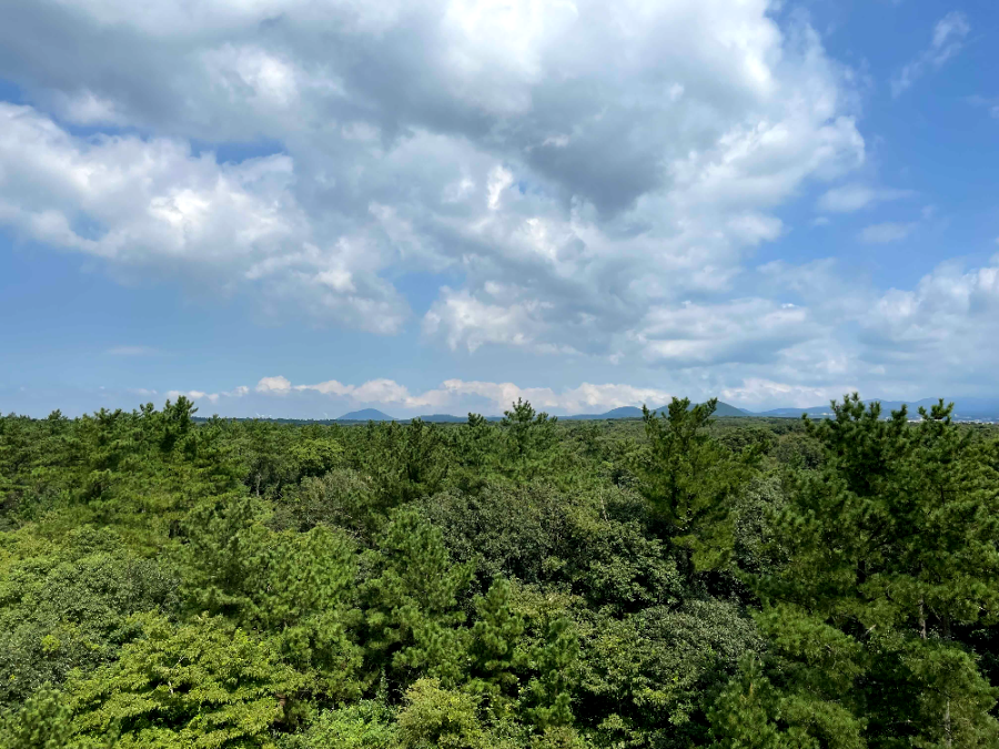 제주 곶자왈 도립공원 전망대